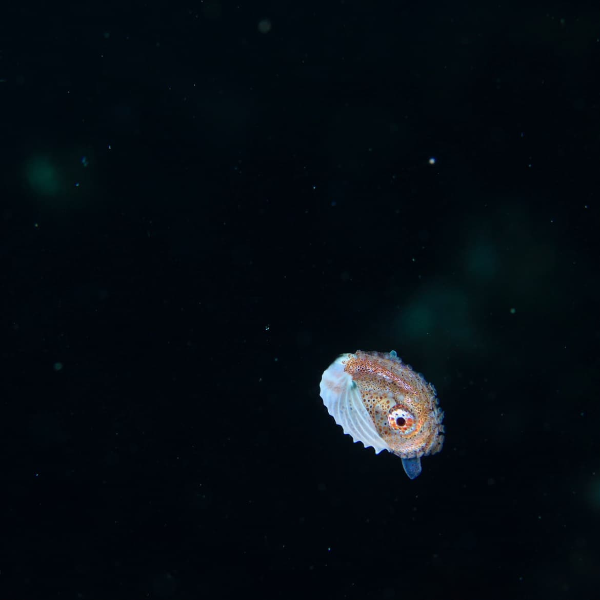 人気者の浮遊系生物アオイガイ